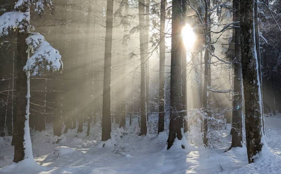 Naturunterstützes Training im Wald – Sonnenlicht scheint durch schneebedeckte Bäume. Copyright: echtlebenswert
